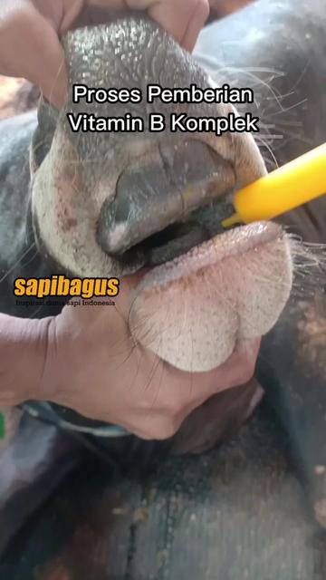 Vitamin-B-Komplek-Penambah-Nafsu-Makan